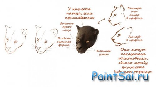 Как нарисовать Черную пантеру