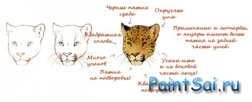 Как нарисовать Леопарда